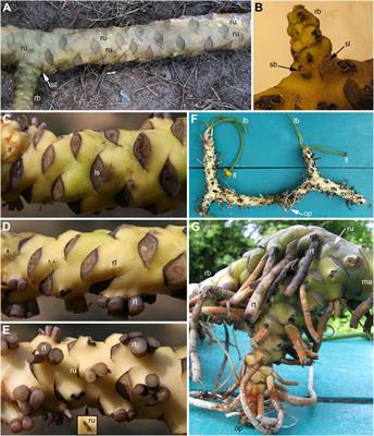 Developmental Flower and Rhizome Morphology in Nuphar (Nymphaeales): An Interplay of Chaos and Stability